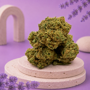 Mini Buds Jocker